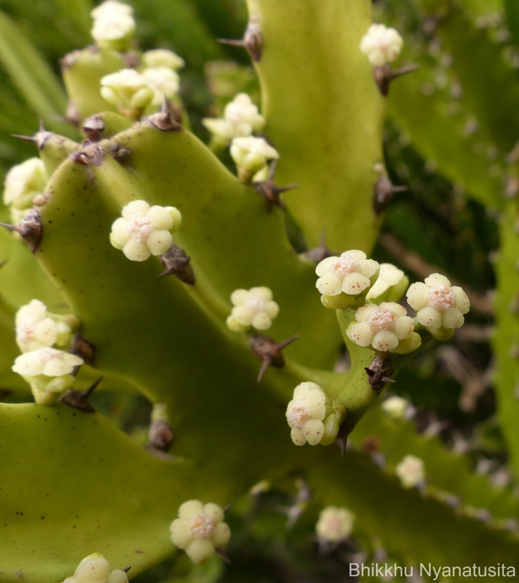 Euphorbia trigona Mill.